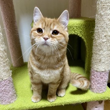 スコティッシュフォールド(立ち耳)【北海道・男の子・2025年7月4日・レッドタビー&ホワイト】の写真「好奇心旺盛ボーイ🍀」