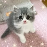 スコティッシュフォールド(立ち耳)【北海道・男の子・2025年6月8日・ブルータビーホワイト】の写真1
