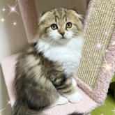 スコティッシュフォールド(折れ耳)