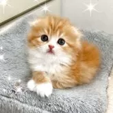 スコティッシュフォールド(折れ耳)