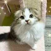 スコティッシュフォールド(折れ耳)