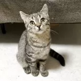 スコティッシュフォールド(立ち耳)【北海道・男の子・2024年11月11日・ブラウンタビー&ホワイト】の写真3