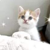 スコティッシュフォールド(立ち耳)【北海道・男の子・2025年8月29日・レッドタビー&ホワイト】の写真5