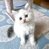 スコティッシュフォールド(立ち耳)【北海道・男の子・2025年7月4日・ブルー&ホワイト】の写真5
