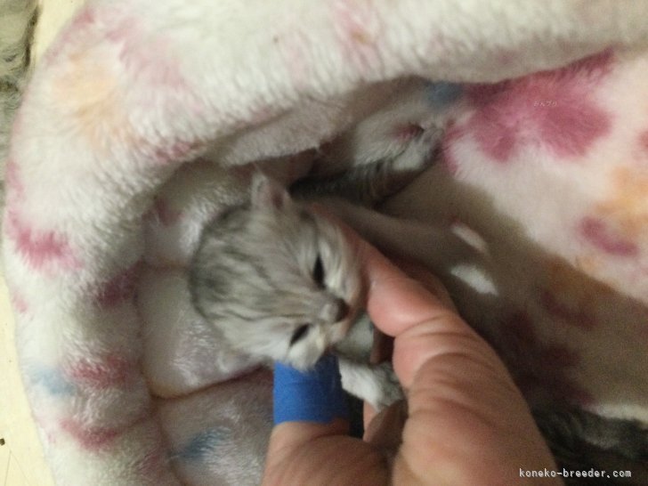 鈴木奈穂子ブリーダーのブログ：6日目