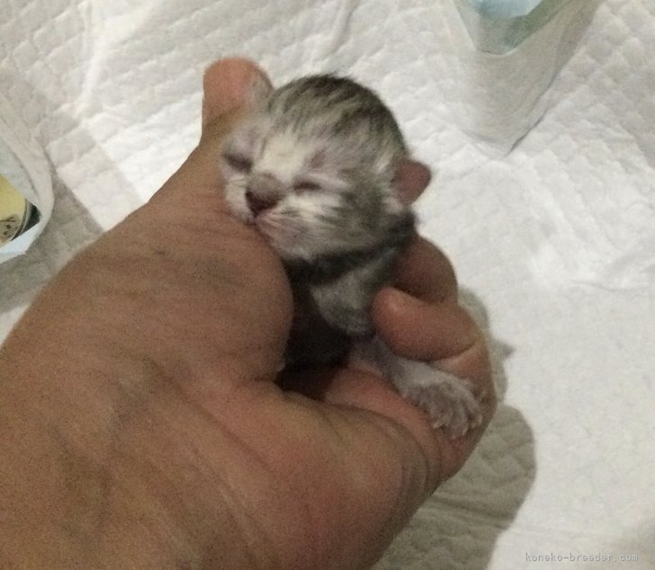 鈴木奈穂子ブリーダーのブログ：久しぶりの仔猫が生まれました。