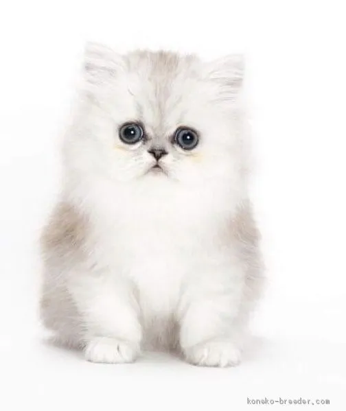 ID：2009-00168の子猫