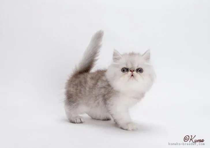 ぼく 様のお迎えした子猫
