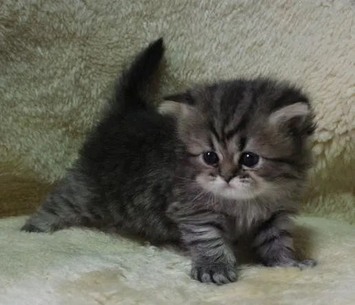 ID：1312-00050の子猫