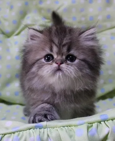 ID：1312-00048の子猫