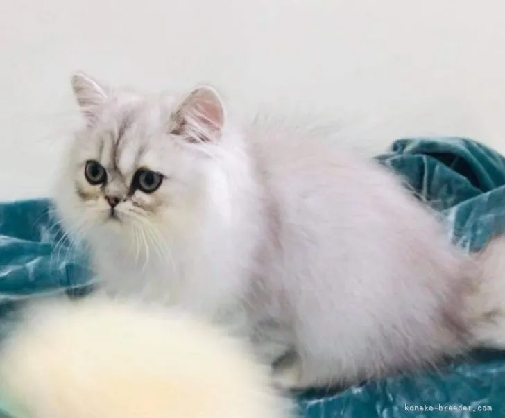 ID：2106-02090の子猫