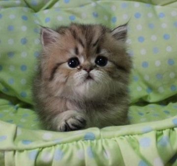 ペルシャ(チンチラ)【埼玉県・女の子・2013年10月24日・シェーデッドゴールデン】の写真「人懐っこくて、可愛らしい顔立ちの子です。」