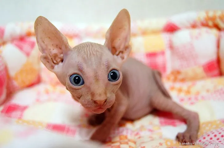 ID:1607-00059の子猫