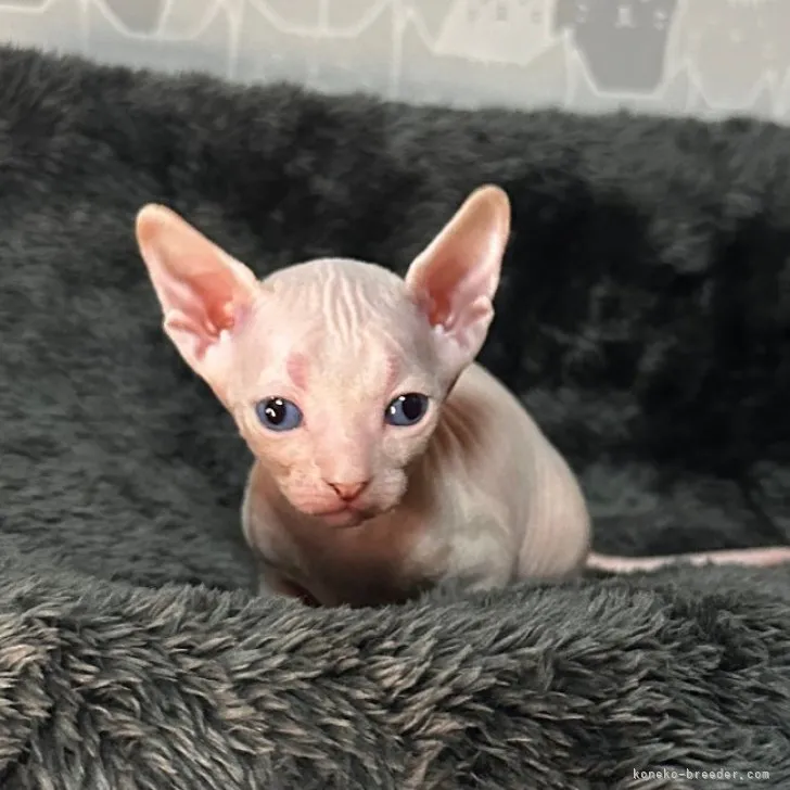 ID:2304-00290の子猫