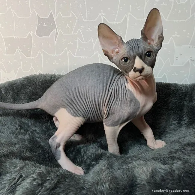 ID:2109-02558の子猫