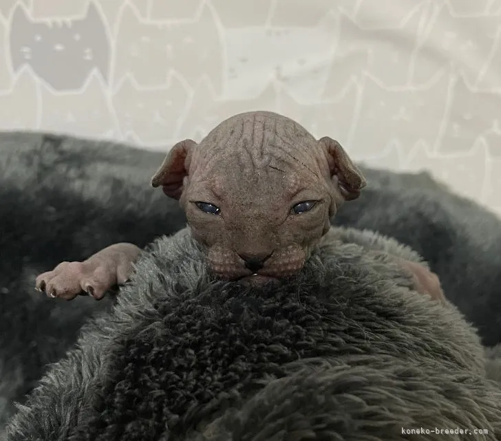 ID：2106-00560の子猫