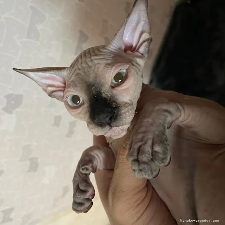 ID:2206-01144の子猫