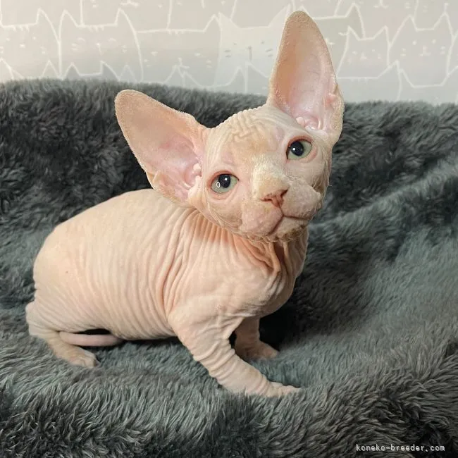 ID：2203-00376の子猫