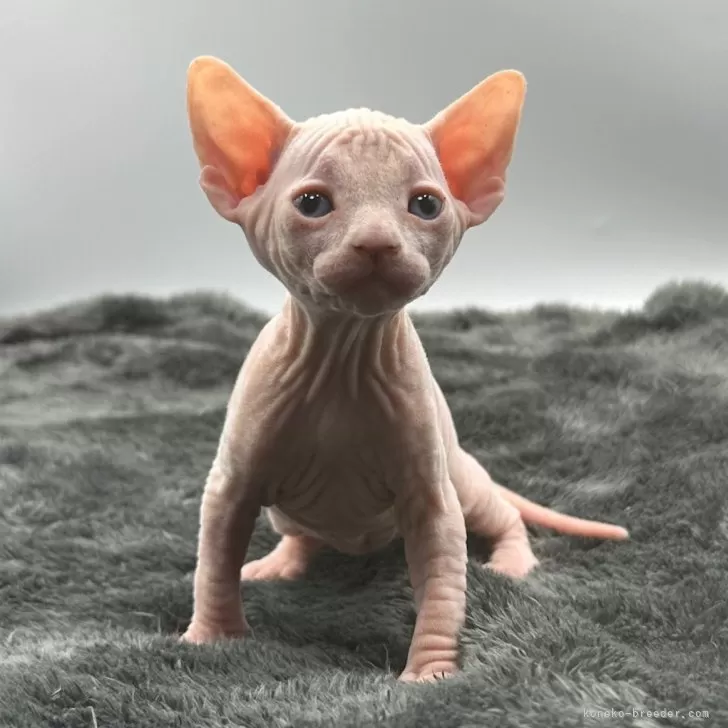 ID：2401-01821の子猫