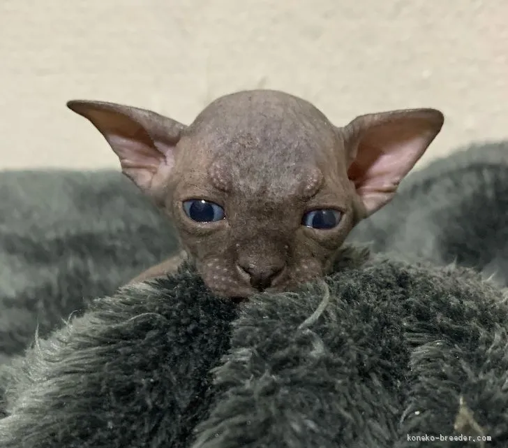 ID：2008-01186の子猫