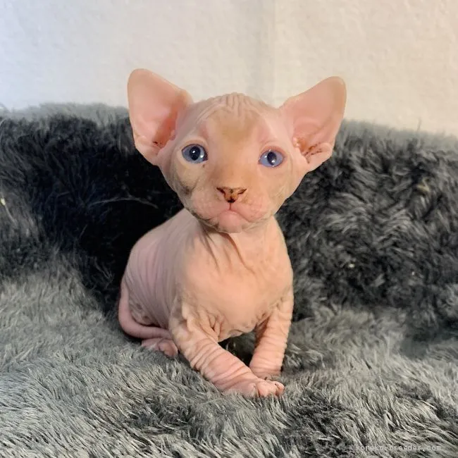 ID：2004-01460の子猫