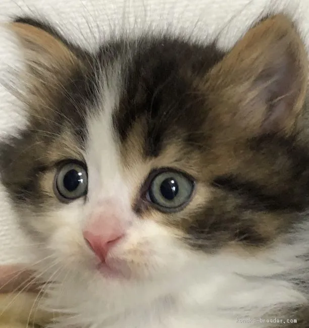 ぼむ 様のお迎えした子猫