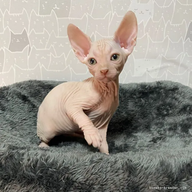 ID:2108-01927の子猫