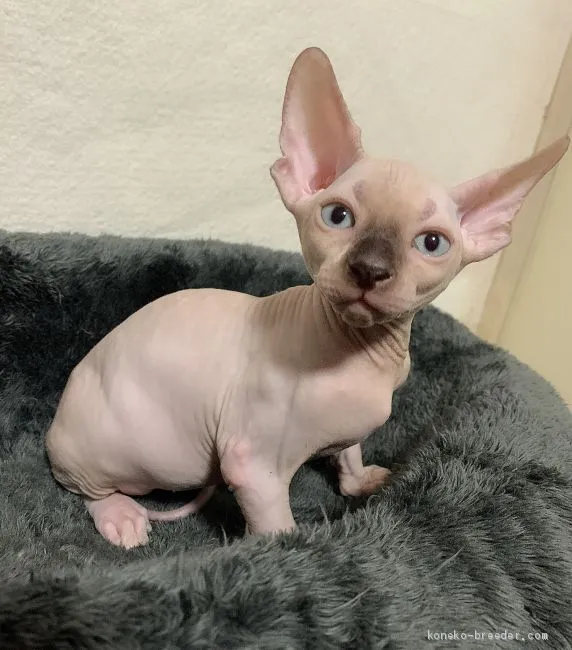 ID：2008-01184の子猫