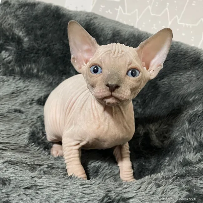 ID：2012-01185の子猫
