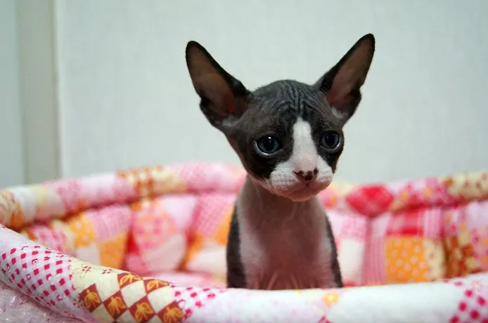 ID:1411-00146の子猫