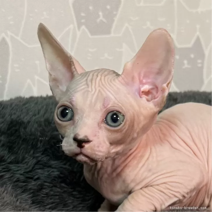 ID：2411-01484の子猫