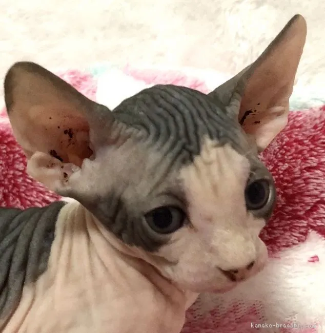 MUGI 様のお迎えした子猫