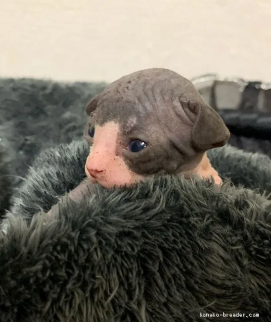 ID：2006-00941の子猫