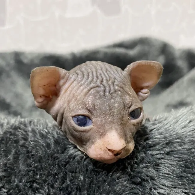 ID：2106-02424の子猫