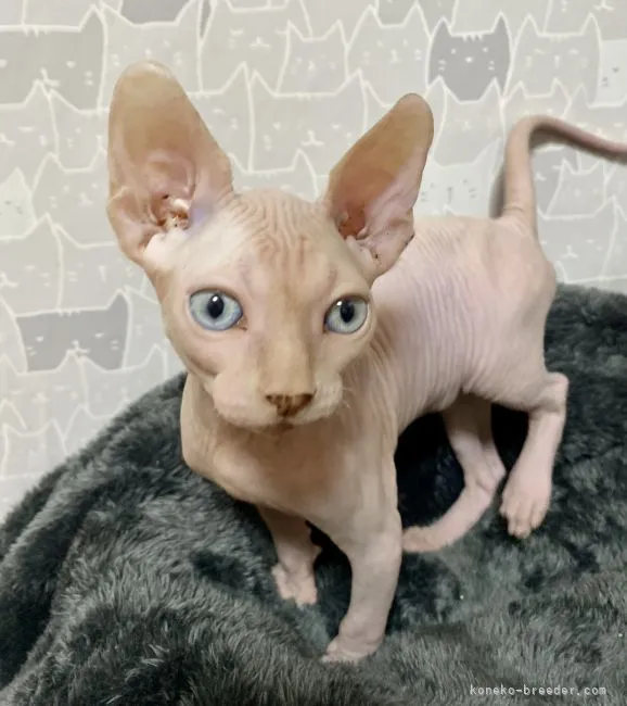 スフィンクス【埼玉県・男の子・2022年3月1日・クリームミンク】の写真1