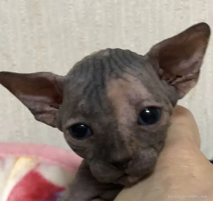 えり 様のお迎えした子猫