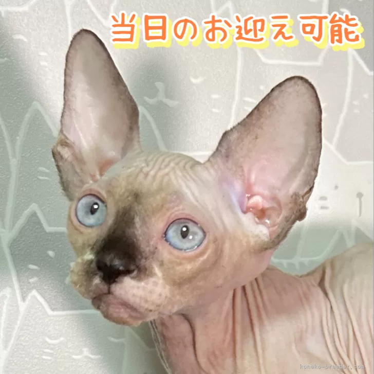 なつこ 様のお迎えした子猫