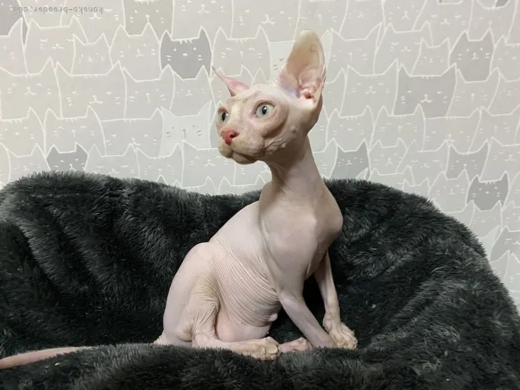 ID:2205-03500の子猫