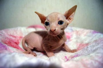 スフィンクス【埼玉県・男の子・2017年5月15日・シナモン】の写真「両親ＴＩＣＡチャンピオン」