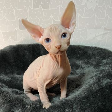 スフィンクス【埼玉県・男の子・2021年8月23日・クリームミンク】の写真「暖かいクリームカラーの可愛い男の子🐱❤️」