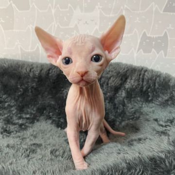 スフィンクス【埼玉県・女の子・2021年12月1日・ホワイト】の写真「可愛い顔のホワイト女の子🐱❤️」