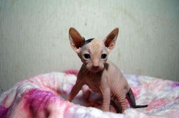 スフィンクス【埼玉県・男の子・2017年5月15日・ブラック&ホワイト】の写真「両親ＴＩＣＡチャンピオン」