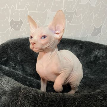 スフィンクス【埼玉県・男の子・2022年1月1日・ホワイト】の写真「ホワイトのブルーアイの可愛い男の子🐱❤️」