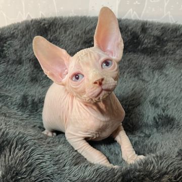 スフィンクス【埼玉県・男の子・2022年1月25日・ホワイト】の写真「ホワイトでブルーアイ👀可愛い顔の男の子🐱❤️」