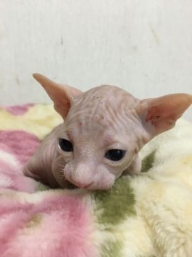 スフィンクス【埼玉県・男の子・2018年2月25日・レッド&ホワイト】の写真「両親TICAチャンピオン」