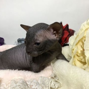 スフィンクス【埼玉県・男の子・2017年10月28日・ブラック（無毛）】の写真「両親TICAチャンピオン」