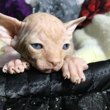 スフィンクス【埼玉県・男の子・2017年10月28日・レッドタビー（無毛）】の写真「両親TICAチャンピオン」