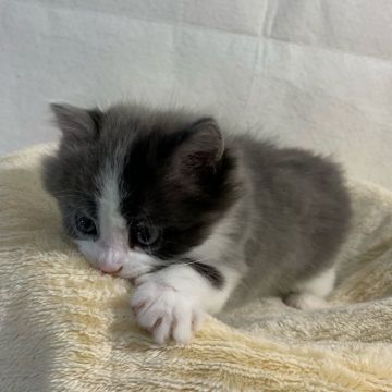 マンチカン(長足)【埼玉県・男の子・2019年12月10日・ブルー&ホワイト】の写真「顔の色分けがくっきりして可愛い男の子😽」