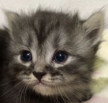 マンチカン(短足)【埼玉県・女の子・2019年2月27日・ブラックスモーク】の写真「可愛い短足の女の子です💕」