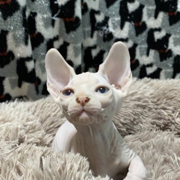 スフィンクス【埼玉県・女の子・2023年4月5日・クリームミンク】の写真「🐱ブルーアイ🐱」